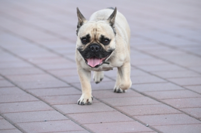 Почему стоит прекратить разведение бульдогов и мопсов?