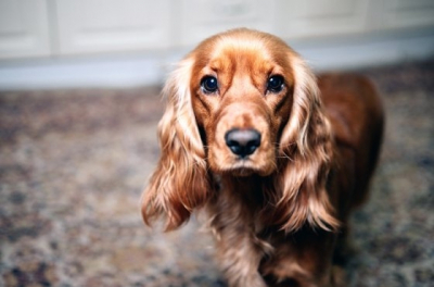 Американке может грозить шесть лет тюрьмы за "голосование" её собаки на выборах