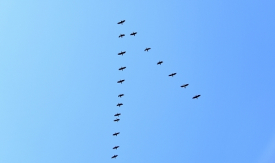 Аномальное поведение птиц может свидетельствовать о приближении апокалипсиса