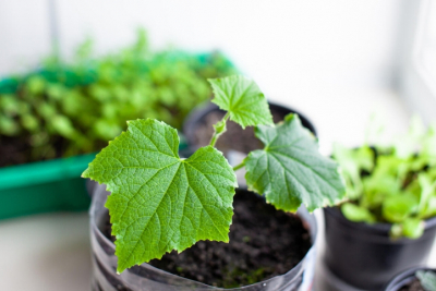 Секрет рекордного урожая: сорт огурцов, дающий до 20 килограммов с куста