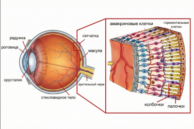 Контактные линзы могут быть опасны: как они приводят к дисбактериозу глаз и способствуют инфекциям